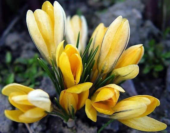 Crocus 'Golden Yellow'