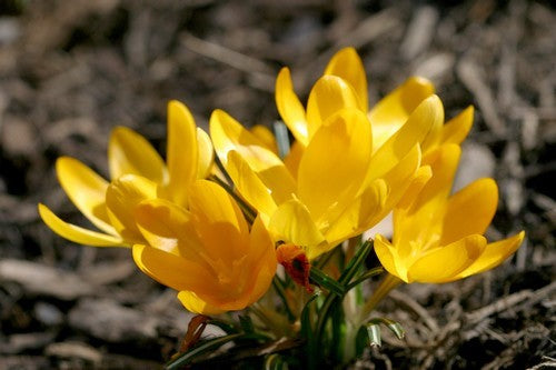 Crocus 'Golden Yellow'