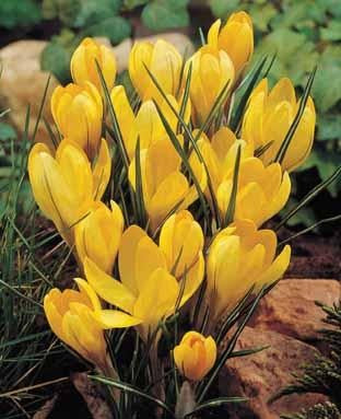 Crocus 'Golden Yellow'