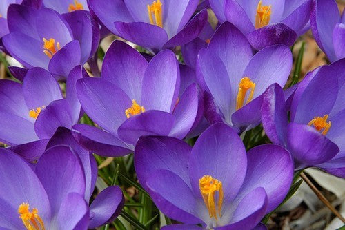 Crocus 'Grand Maitre'