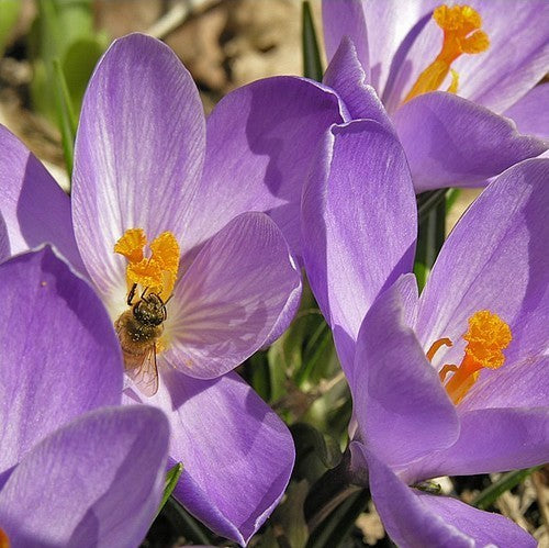 Crocus 'Grand Maitre'