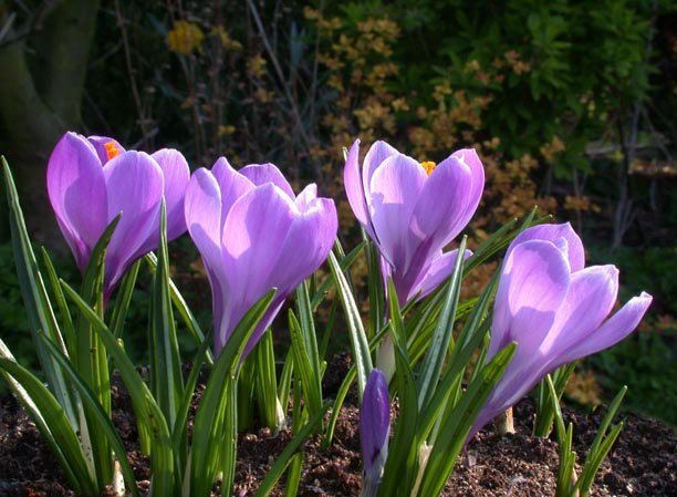 Crocus 'Grand Maitre'