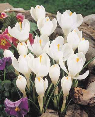 Crocus 'Jeanne d'Arc''