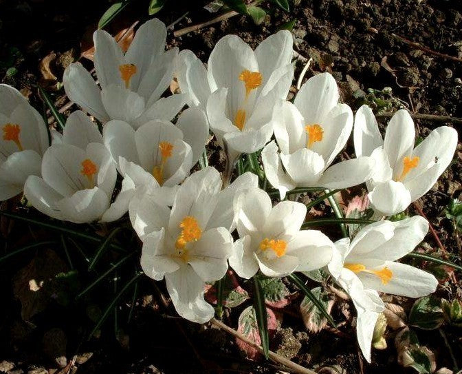 Crocus 'Jeanne d'Arc''