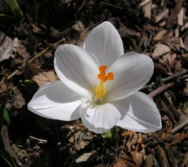 Crocus 'Jeanne d'Arc''
