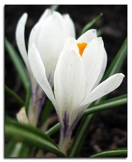 Crocus 'Jeanne d'Arc''