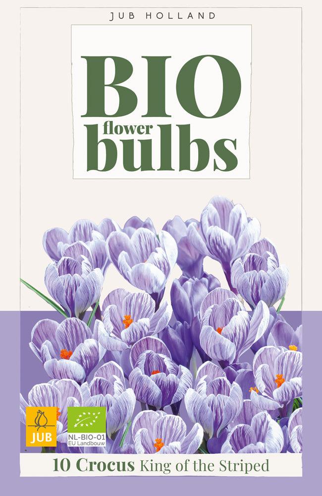 Crocus 'King of the striped'