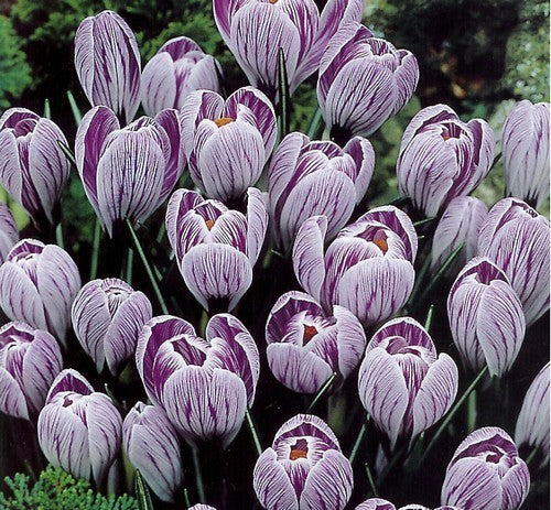 Crocus 'Pickwick'