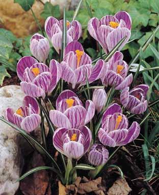Crocus 'Pickwick'