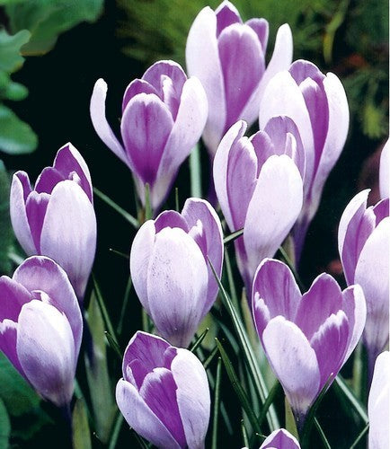 Crocus 'Vanguard'
