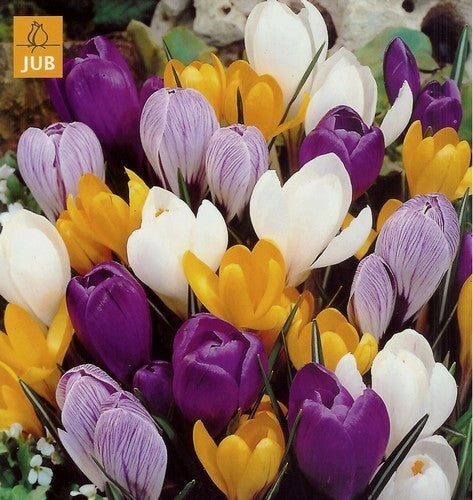 Crocus 'Mixed'