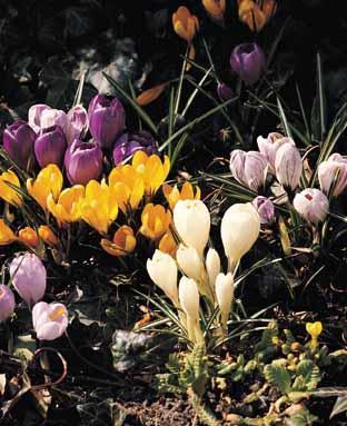 Crocus 'Mixed'