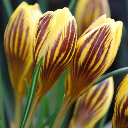 Crocus angustifolius