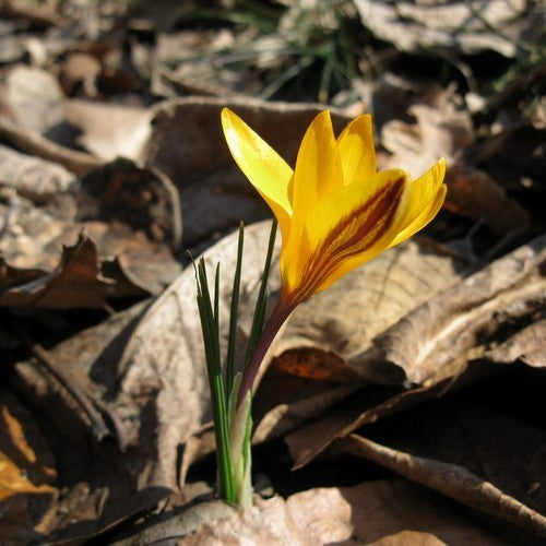 Crocus angustifolius