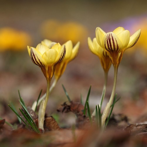 Crocus angustifolius