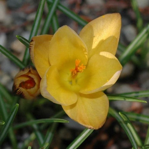 Crocus angustifolius