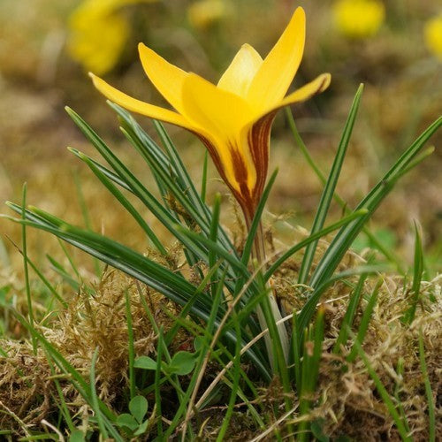 Crocus angustifolius