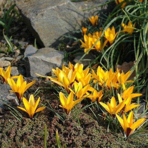 Crocus angustifolius