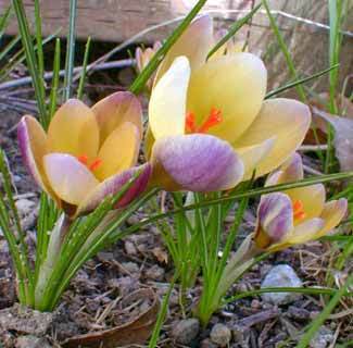Crocus Chrysanthus-Hybriden 'Advance'