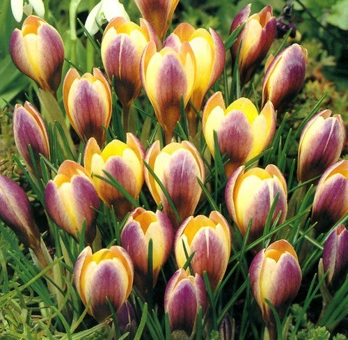 Crocus Chrysanthus-Hybriden 'Advance'