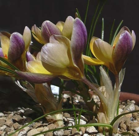 Crocus Chrysanthus-Hybriden 'Advance'