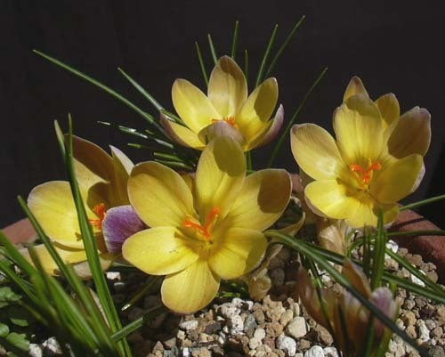 Crocus Chrysanthus-Hybriden 'Advance'