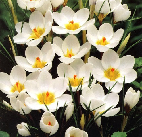 Crocus Chrysanthus-Hybriden 'Ard Schenk'