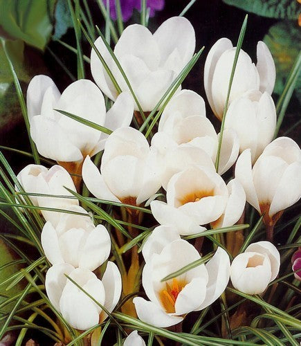 Crocus Chrysanthus-Hybriden 'Ard Schenk'