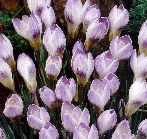 Crocus Chrysanthus-Hybriden 'Blue Pearl'