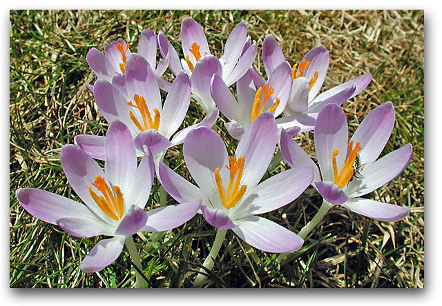 Crocus Chrysanthus-Hybriden 'Blue Pearl'