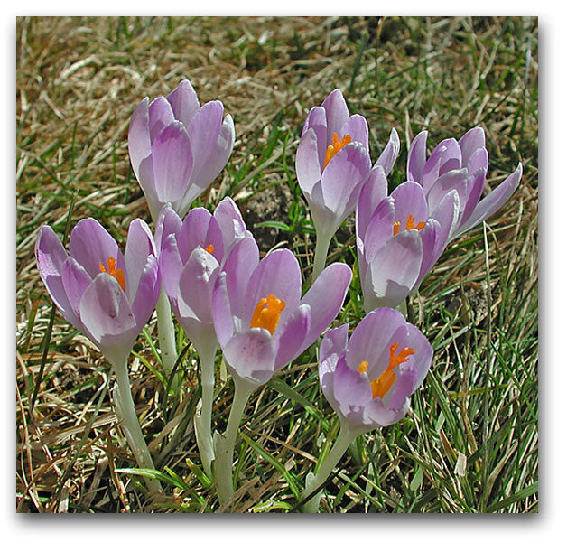 Crocus Chrysanthus-Hybriden 'Blue Pearl'