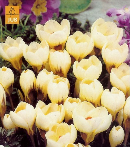 Crocus Chrysanthus-Hybriden 'Cream Beauty'