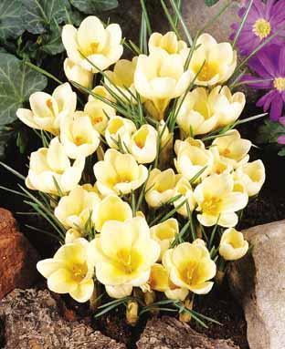 Crocus Chrysanthus-Hybriden 'Cream Beauty'