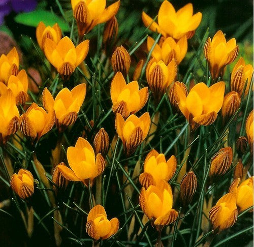Crocus Chrysanthus-Hybriden 'Fuscotinctus'