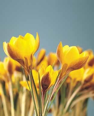 Crocus Chrysanthus-Hybriden 'Fuscotinctus'