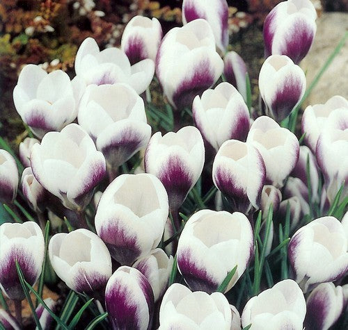 Crocus Chrysanthus Hybrids 'Prins Claus'