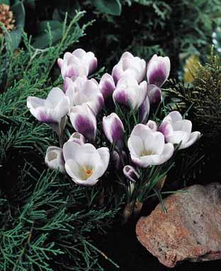 Crocus Chrysanthus-Hybriden 'Prins Claus'