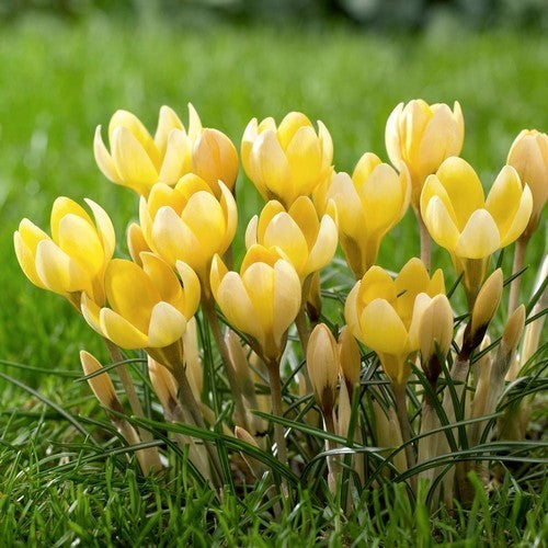 Crocus Chrysanthus-Hybriden 'Romance'