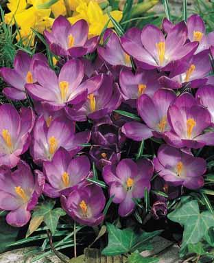 Crocus Chrysanthus-Hybriden 'Ruby Giant'