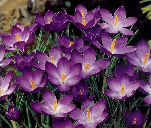 Crocus Chrysanthus-Hybriden 'Ruby Giant'