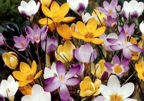 Crocus Chrysanthus-Hybriden 'Mixed'