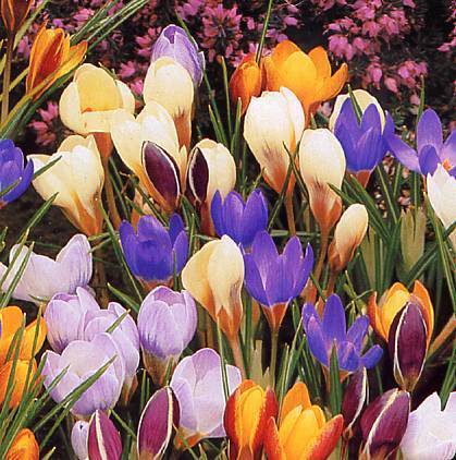 Crocus Chrysanthus-Hybriden 'Mixed'
