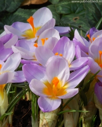 Crocus 'Sieberi Firefly'
