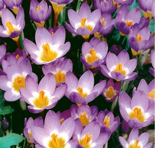 Crocus 'Sieberi Tricolor'
