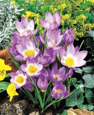 Crocus 'Sieberi Tricolor'
