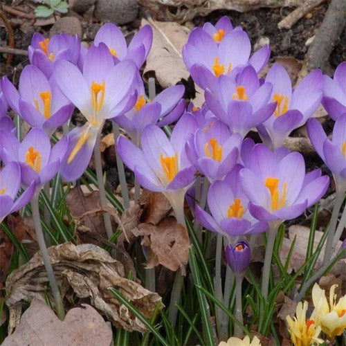 Crocus 'Tommasinianus Whitewell Purple'