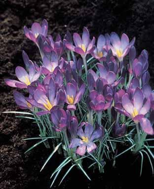 Crocus 'Tommasinianus Whitewell Purple'