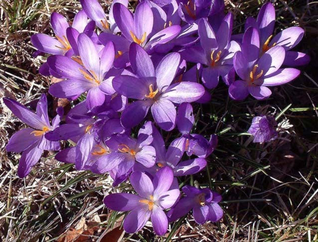 Crocus 'Tommasinianus Whitewell Purple'