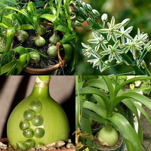 Albuca bracteata 3 Broedbolletjes