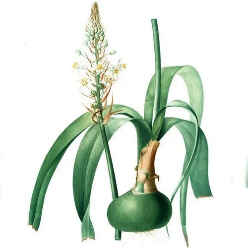 Albuca bracteata 3 Broedbolletjes